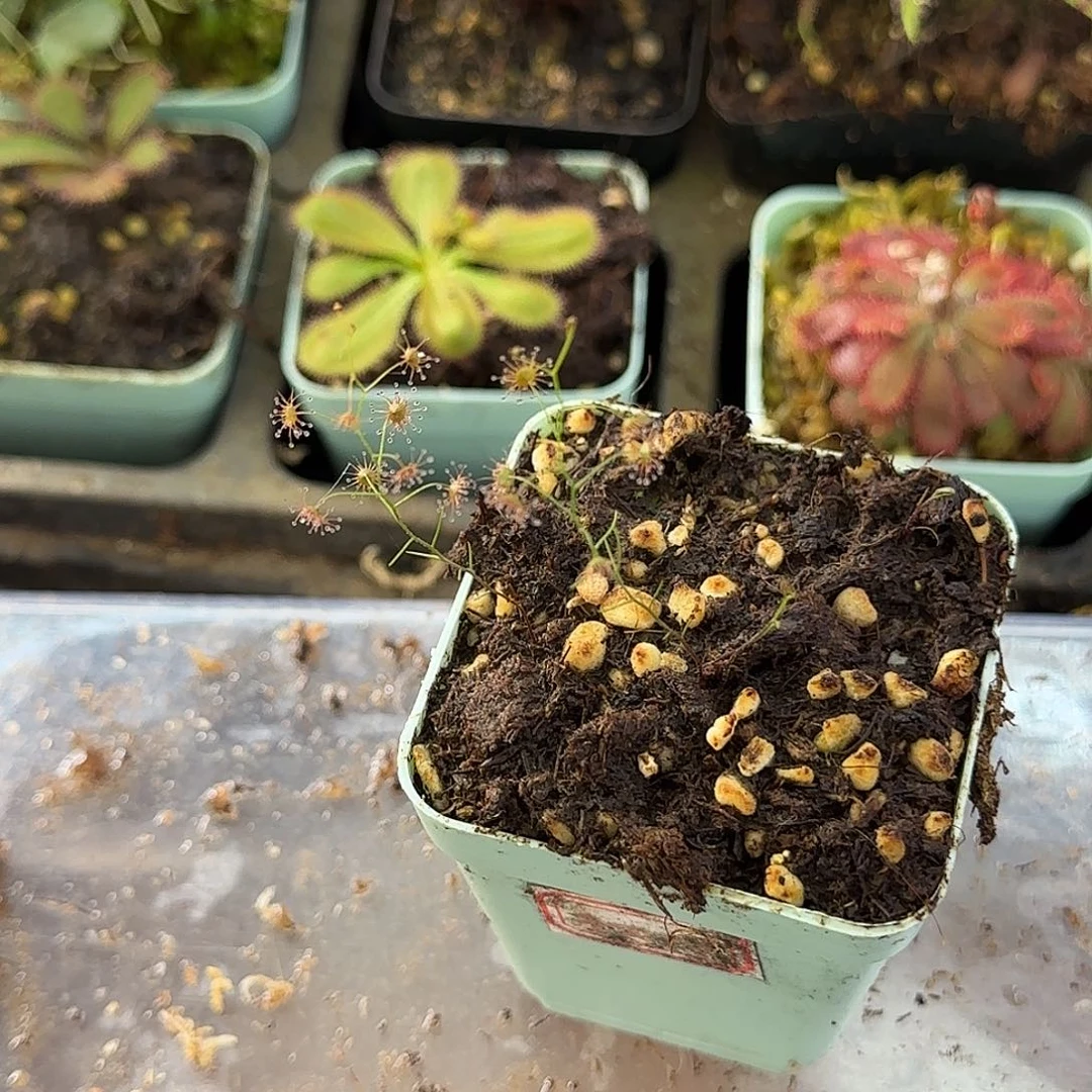 无花朵初叶茅膏菜