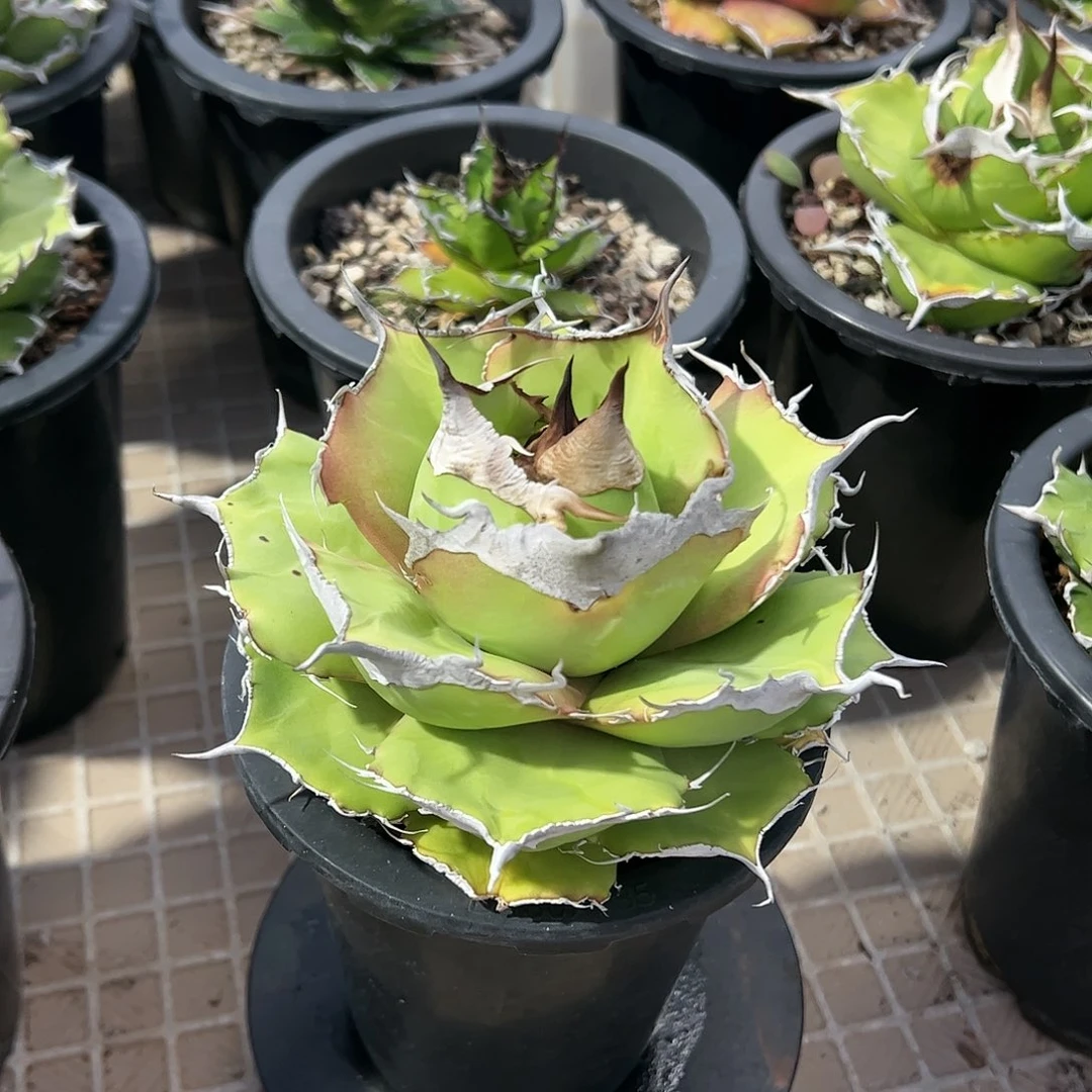 梦***丶黑豹龙舌兰仁王冠植物