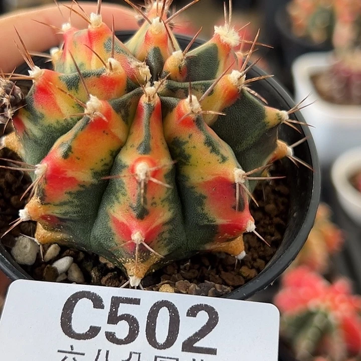 502号特价球錦仙人球