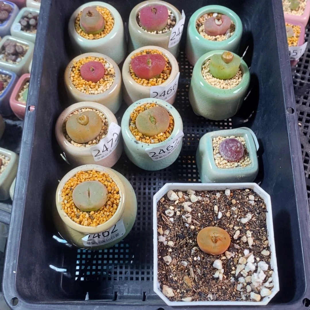 沐*鸢2479-一物一拍 带盆