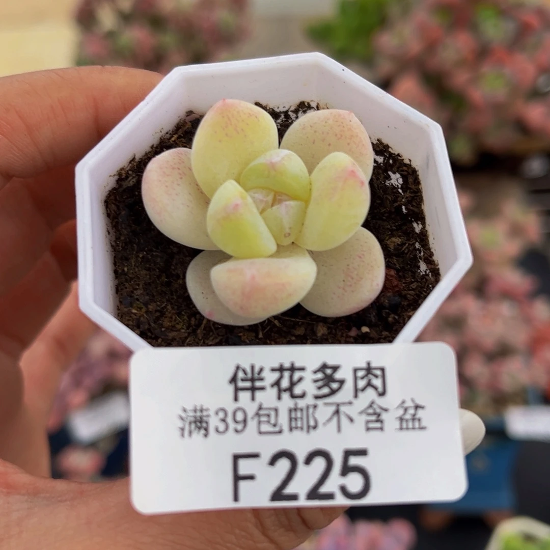 225-冰玉多肉2cm多肉