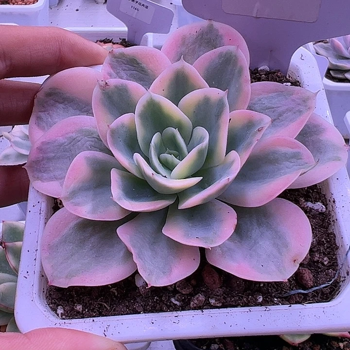 1036号星娜塔锦多肉