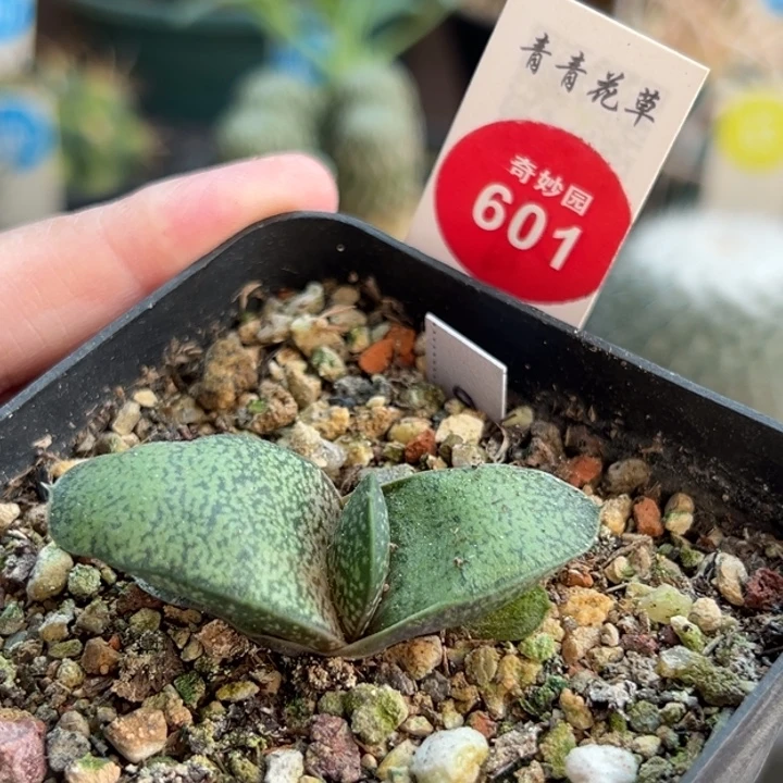 恐龙卧牛一棵仙人球