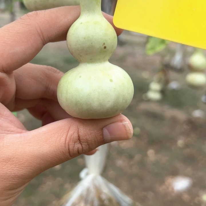 雷***子葫芦葫芦葫芦葫芦