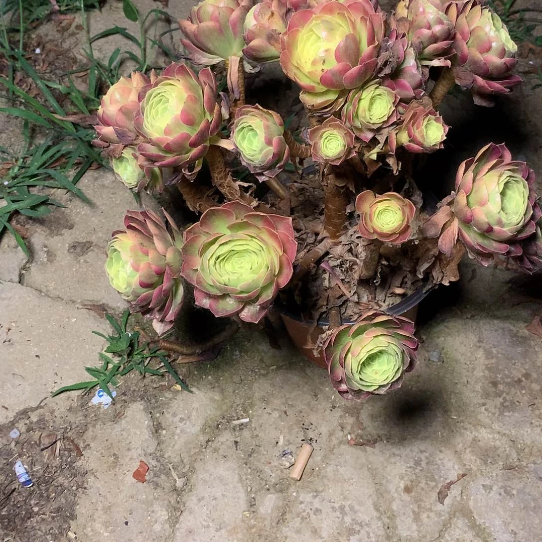 原**草多肉多肉多肉奶白145