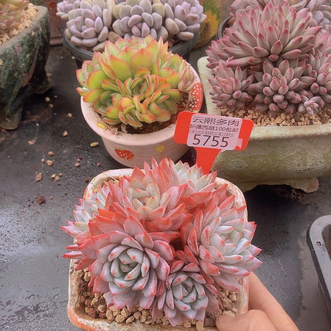 5755粉蓝鸟无砍，多肉植物