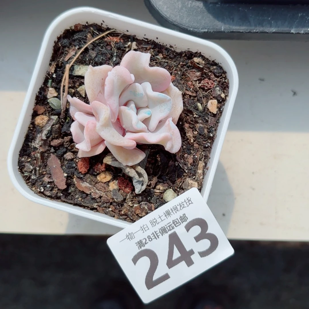 芭蕾舞者多肉多肉多肉