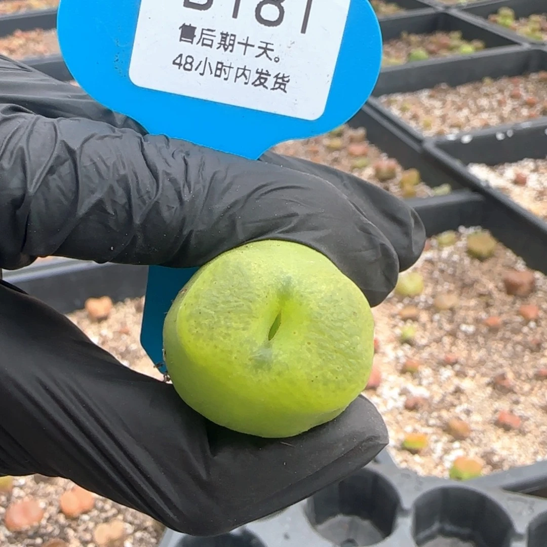 福利。   181。