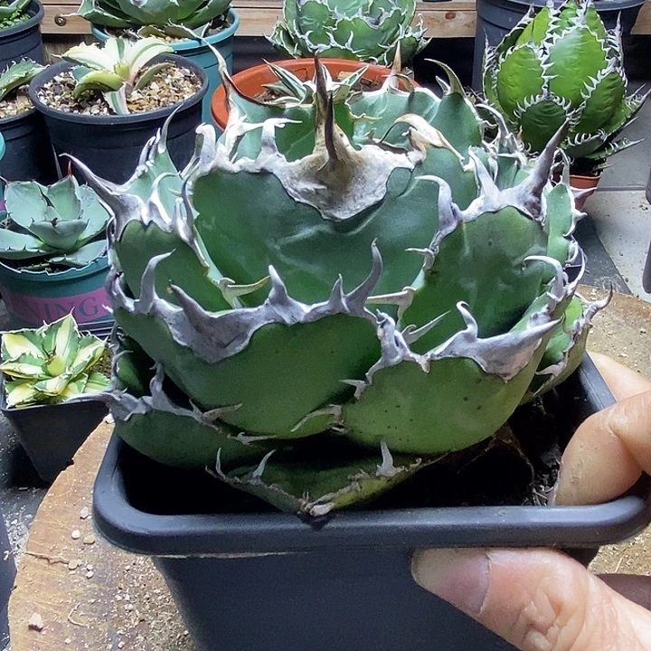 陈***盛大正白。         一个