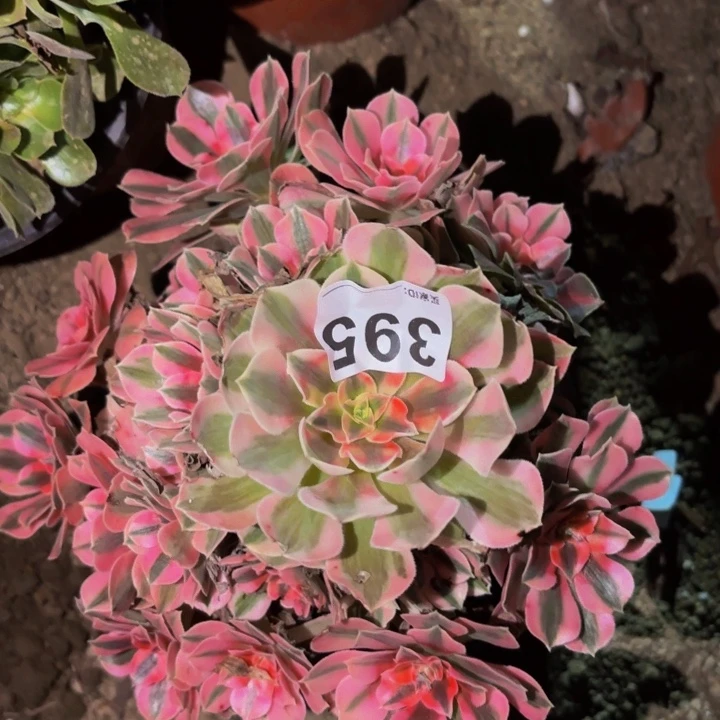 395妖月多肉植物不售后