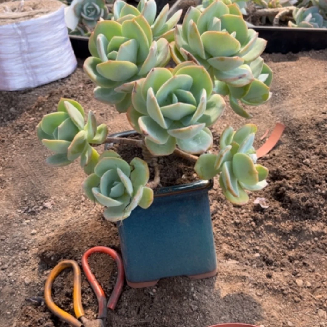 【闪购商品】无花朵糖**?