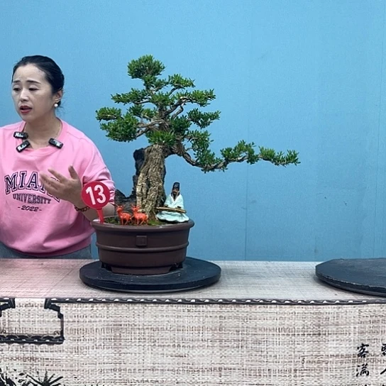 以实际为准精品黄杨盆景