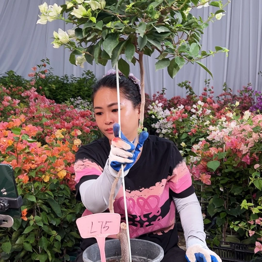 一***叶大部分花苞少量开放L75白雪
