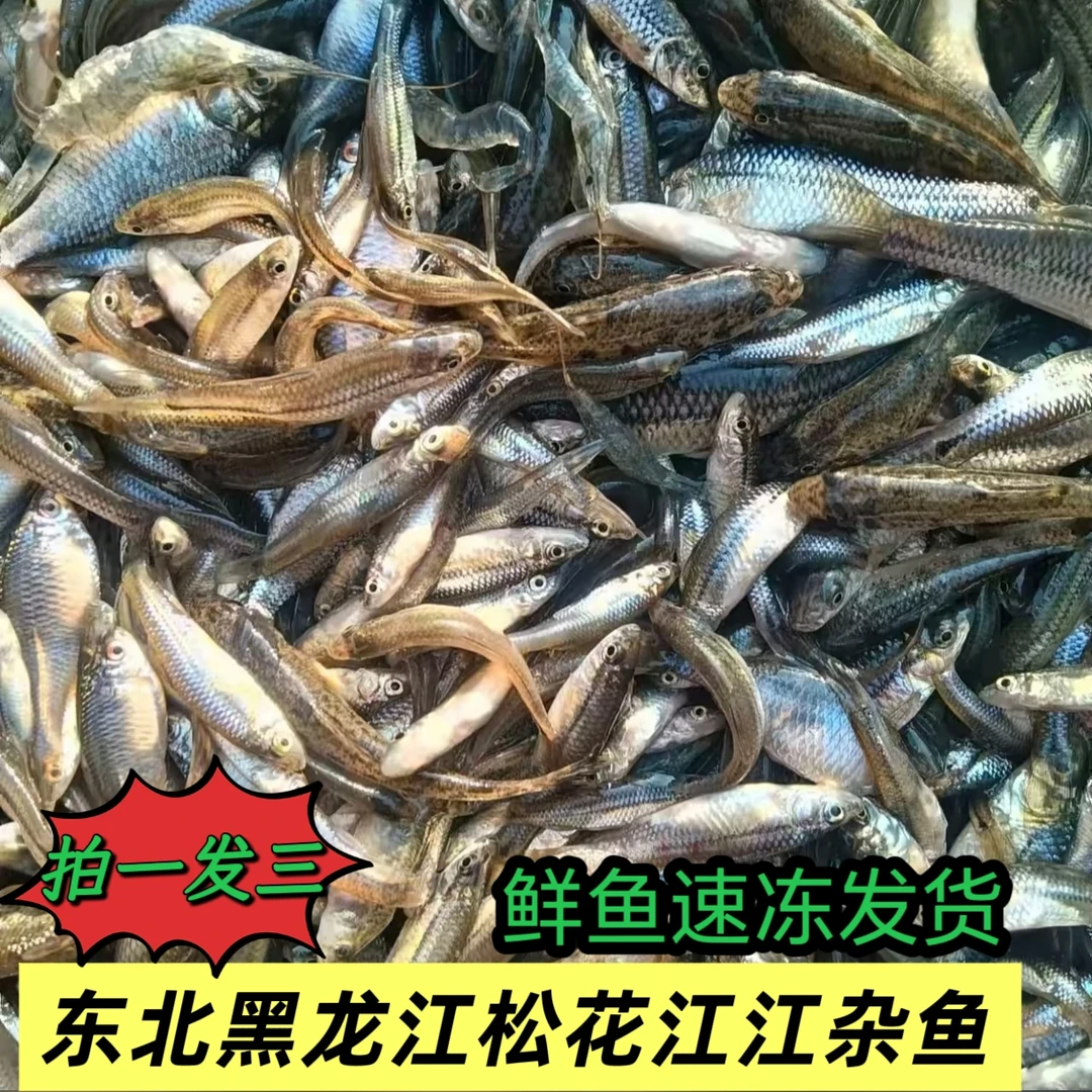 东北黑龙江松花江淡水江杂鱼 发三斤包邮（鱼大小不一，显小勿拍）