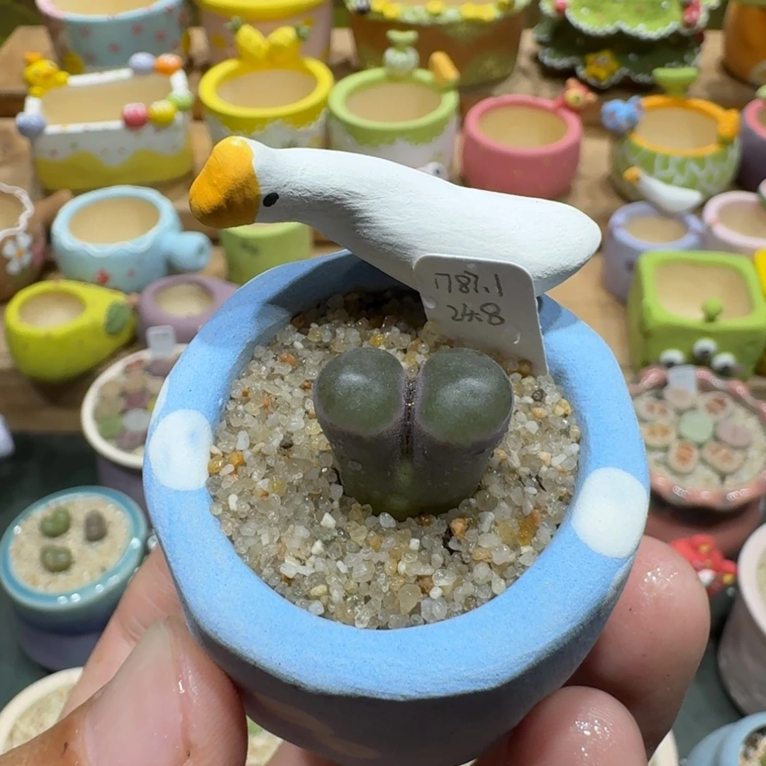 蘑菇1014pub风铃多肉植物
