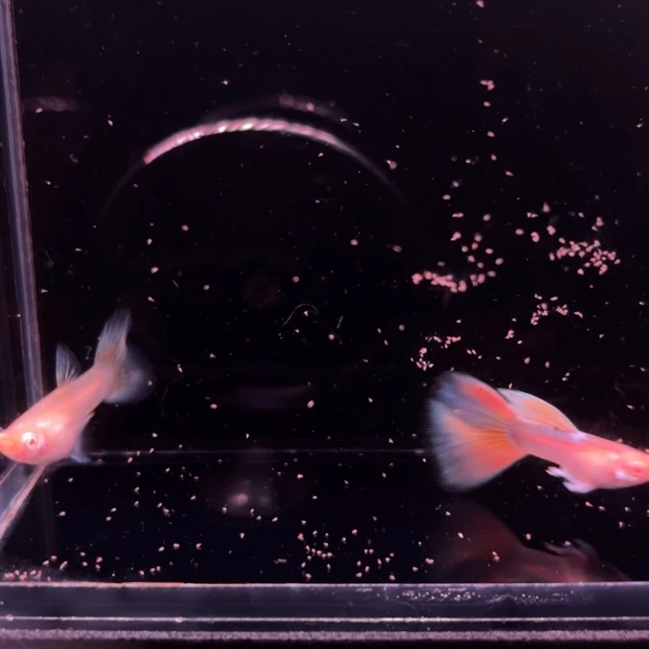 孔雀鱼半月尾琥珀1对