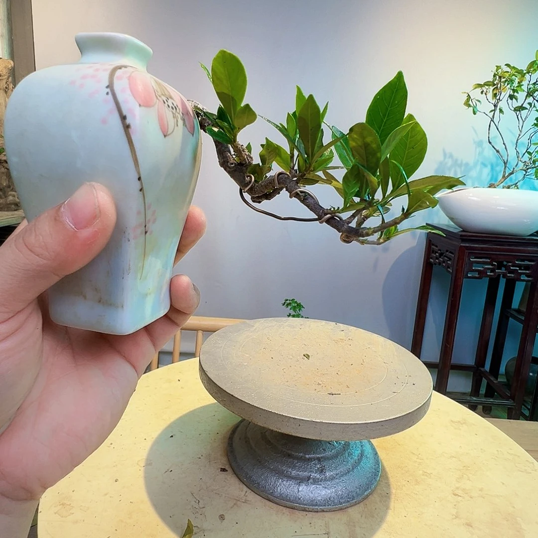 木*杨栀子花小品茶台绿植