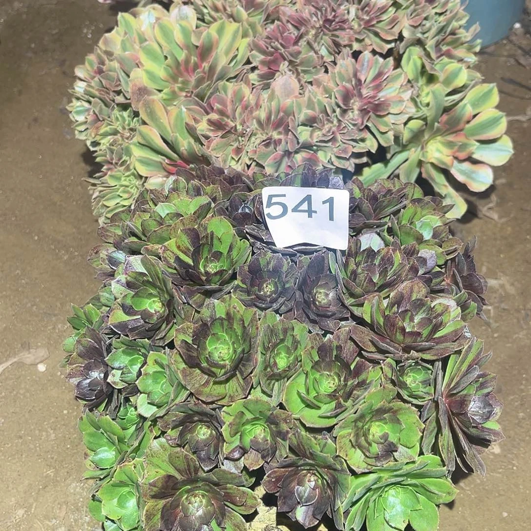 多肉法师无售后两颗541号