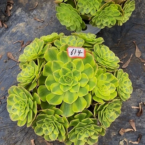 雨荷老桩捧花614号