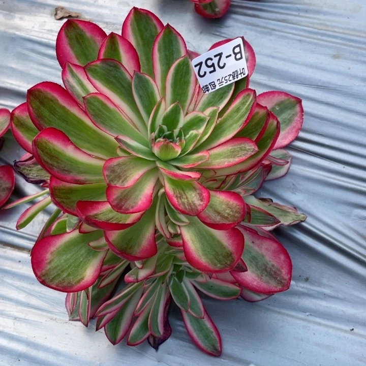 252倾城多肉12345678