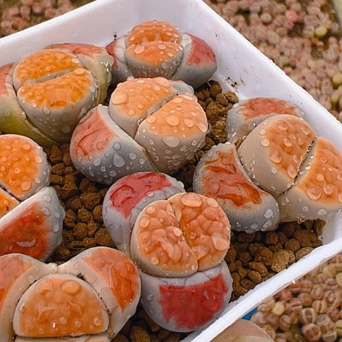 21342拓土量拍发