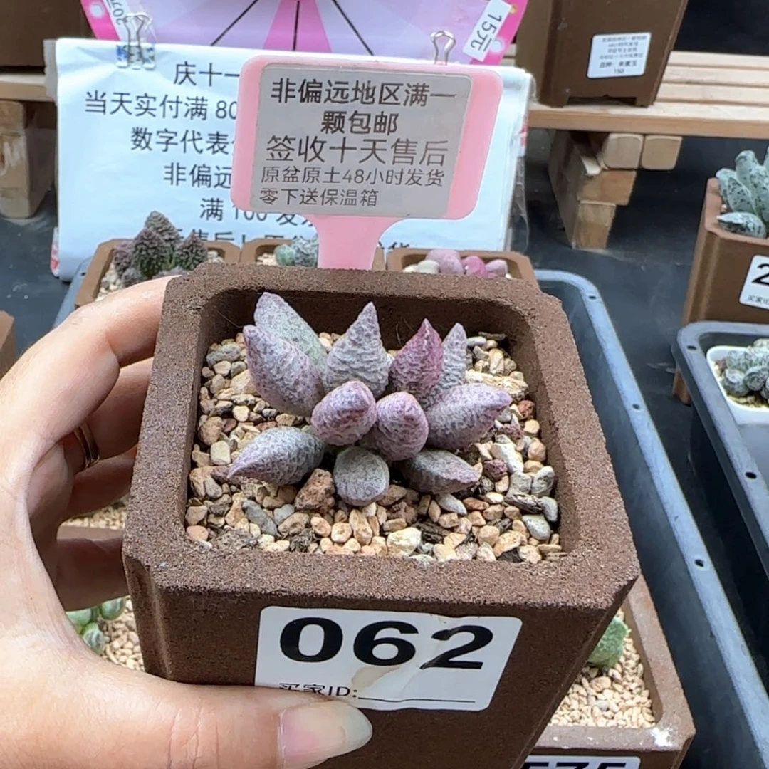 062融化纹猪肝多肉植物