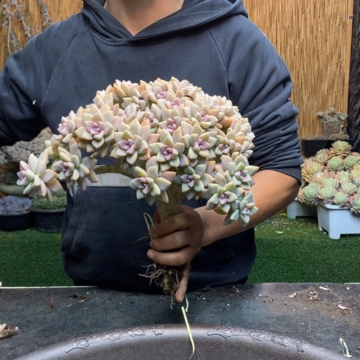 A****196 号淡雪多肉植物