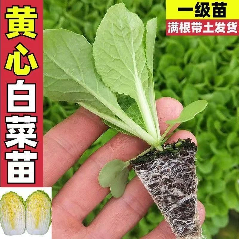 白菜秧苗秋播大白菜苗耐寒蔬菜幼苗黄心大白菜种苗四季高产易活