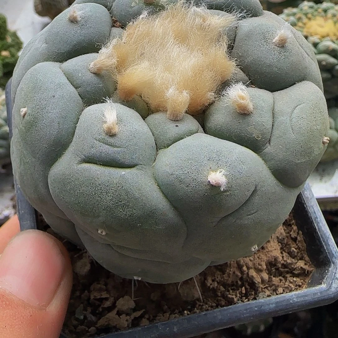 白肌大尤952仙人球开花