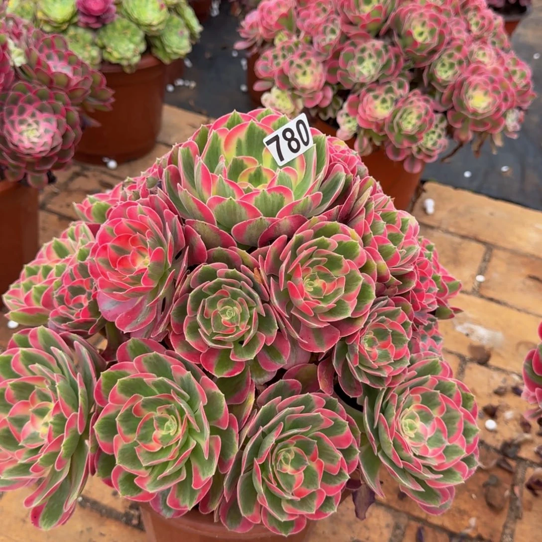 780多肉植物多肉植物