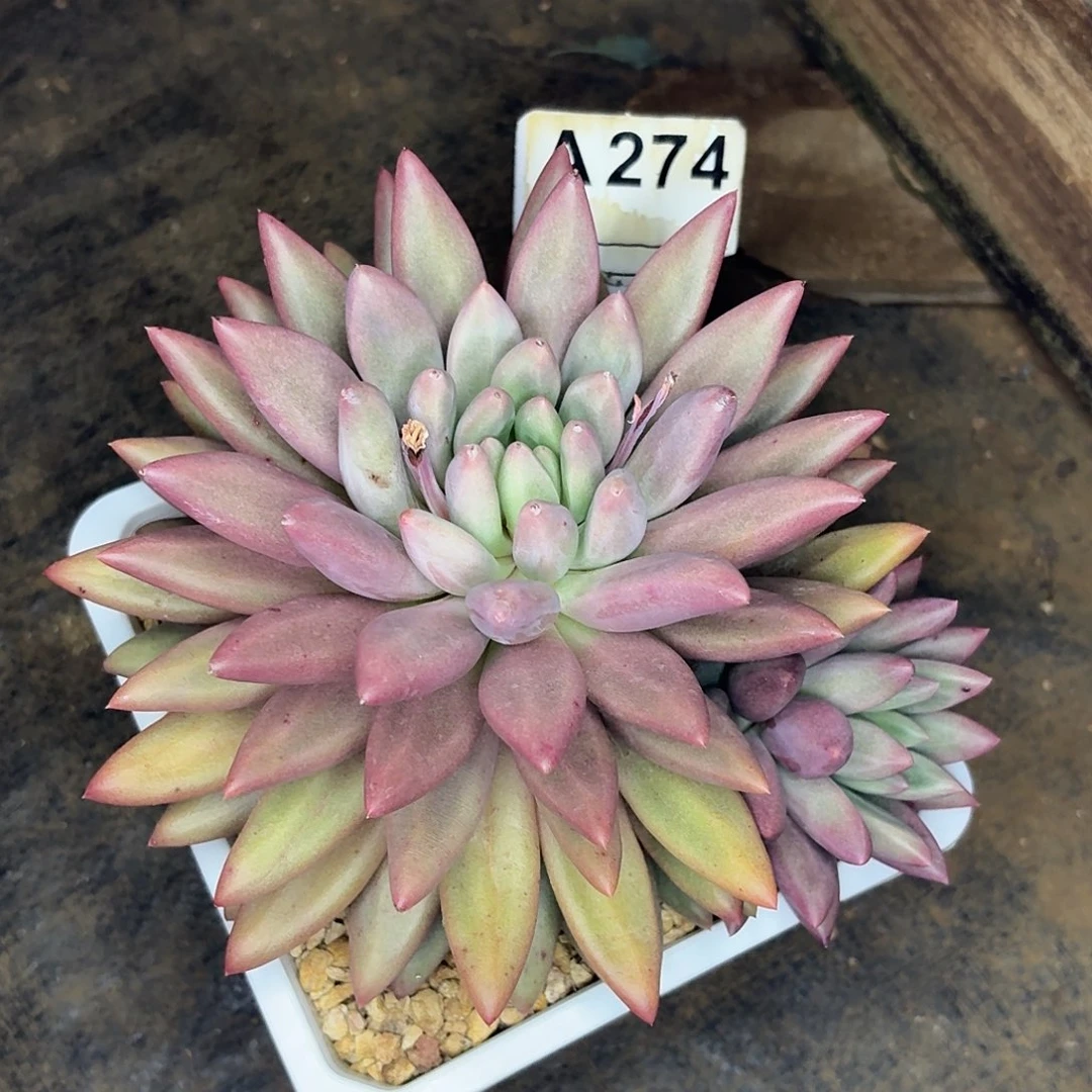 芝***兔多肉植物琉璃球美人274