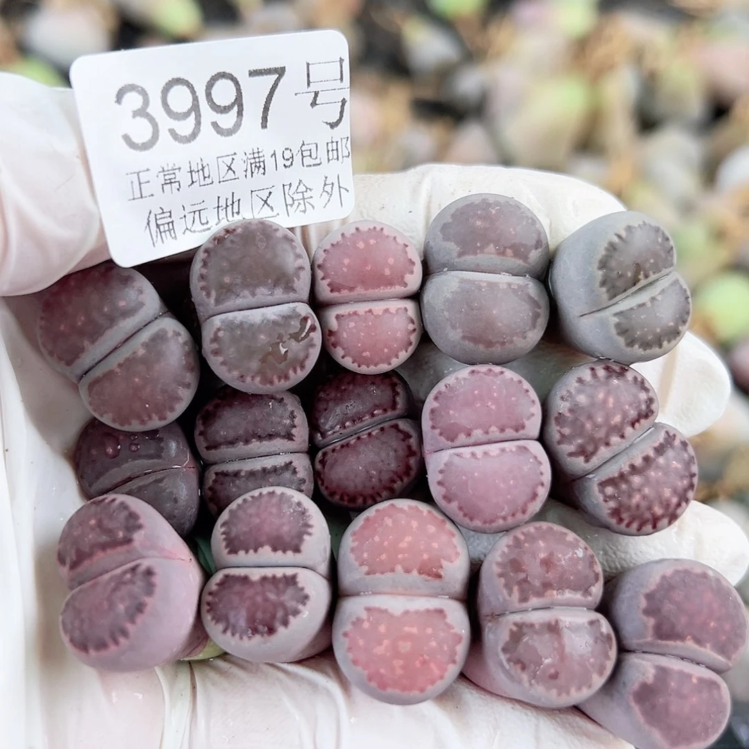 3997 好养易活生石花大母本15个