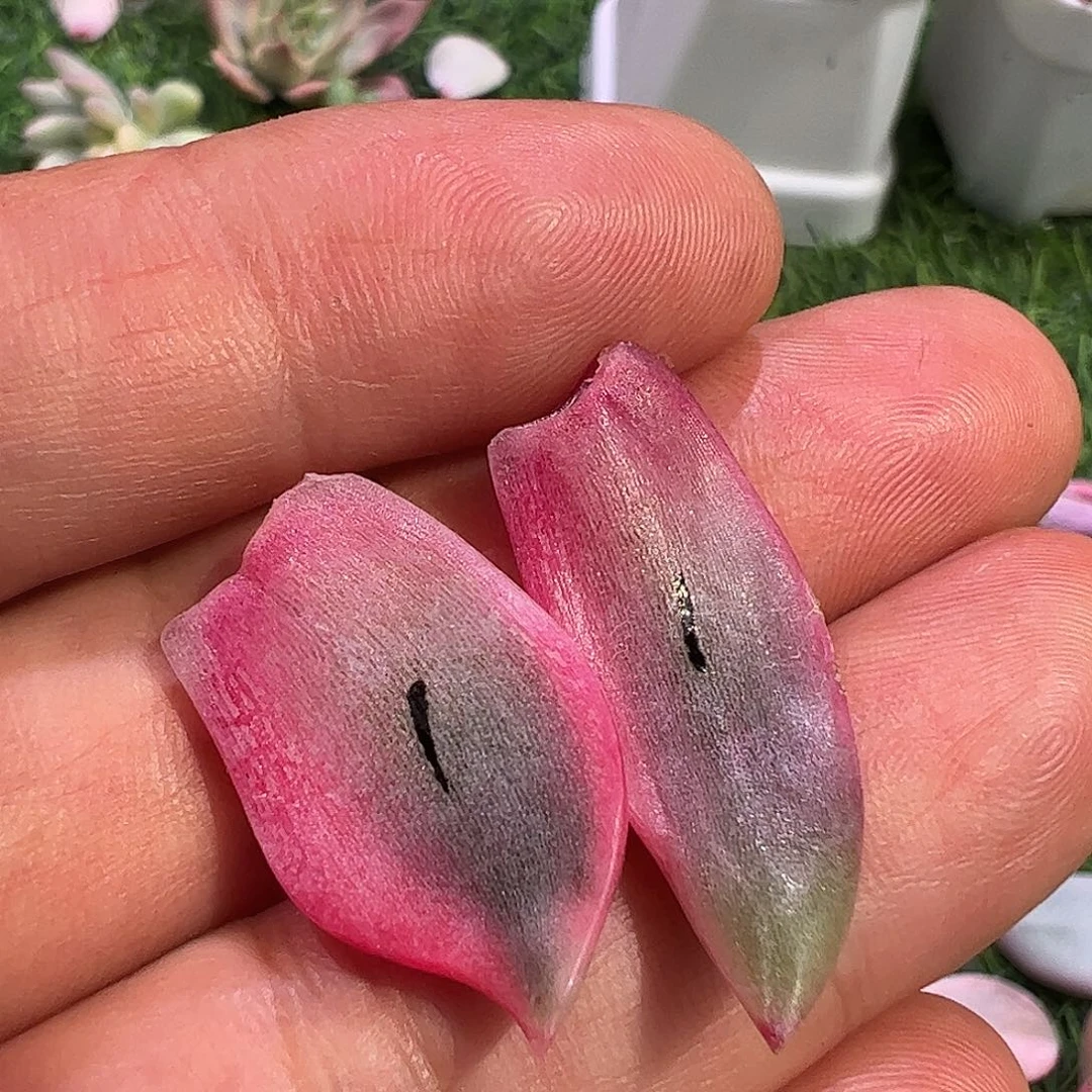 ?****～多肉植物多肉植物