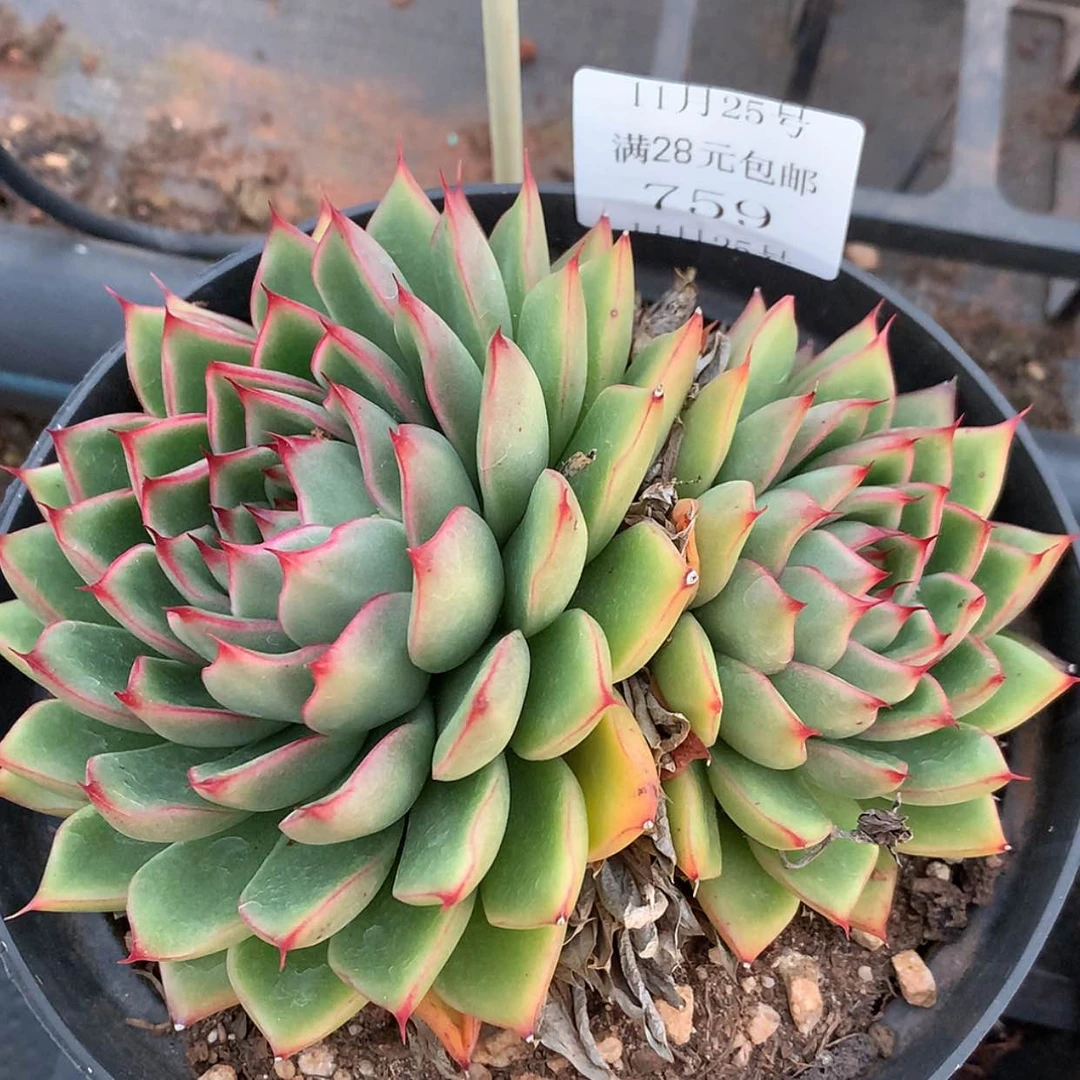 【闪购商品】云759号