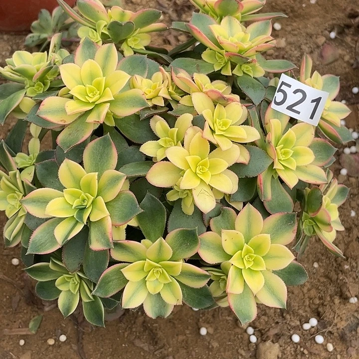 521艳日伞对肉植物