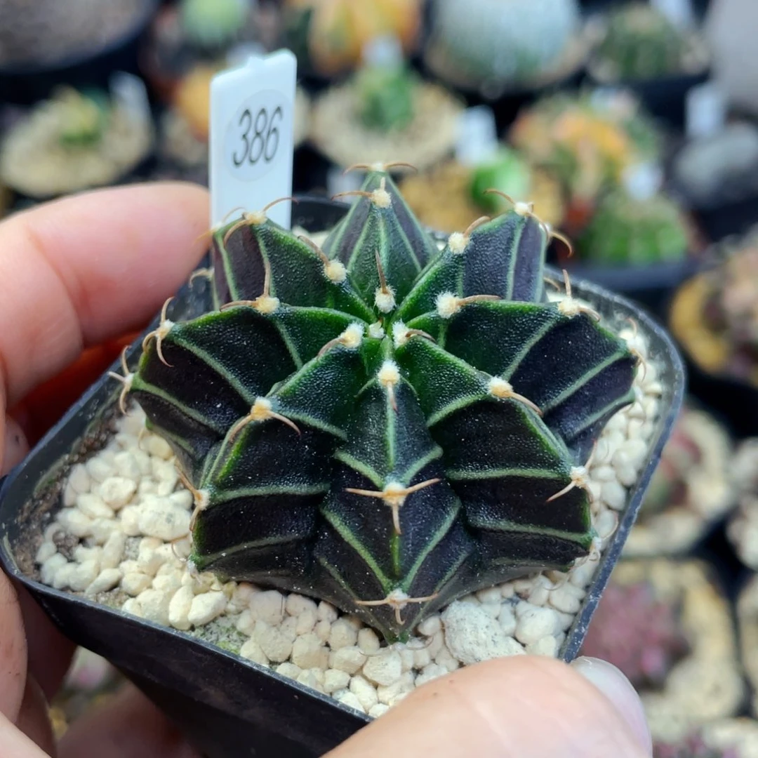 盆5公分满25包邮裸根发货