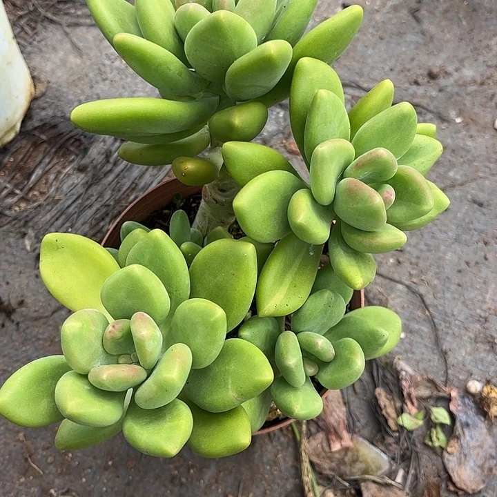 缘***你芒果奶，一物一拍。