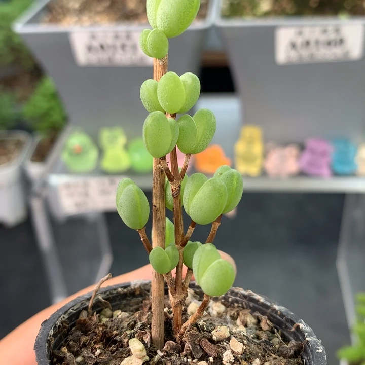 0172。 元宝。