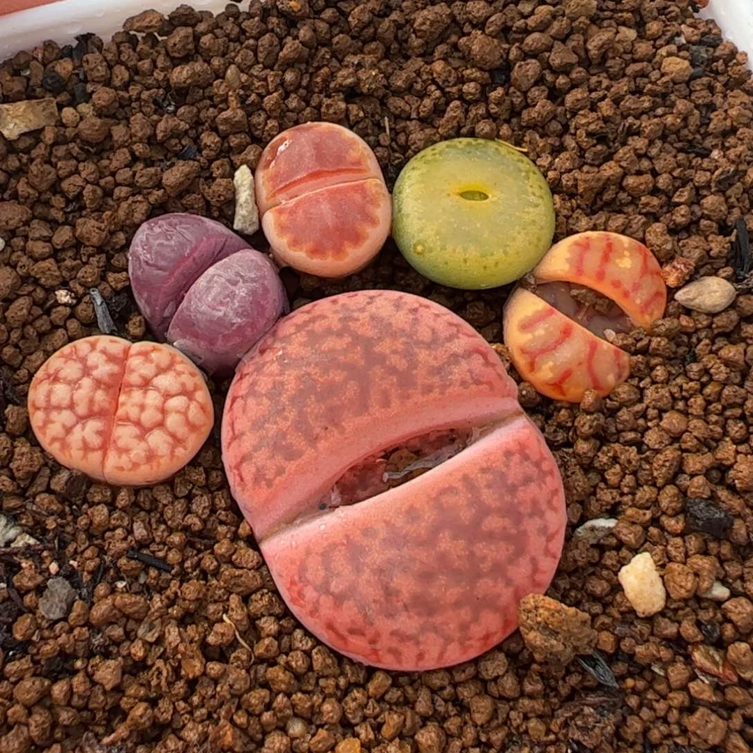 585多肉植物组合