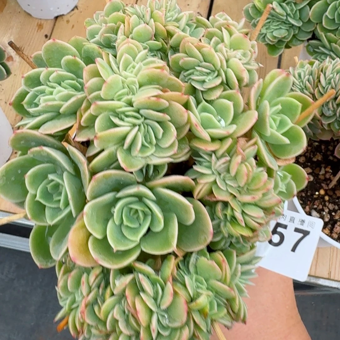 星娜塔缀化        精美多肉植物