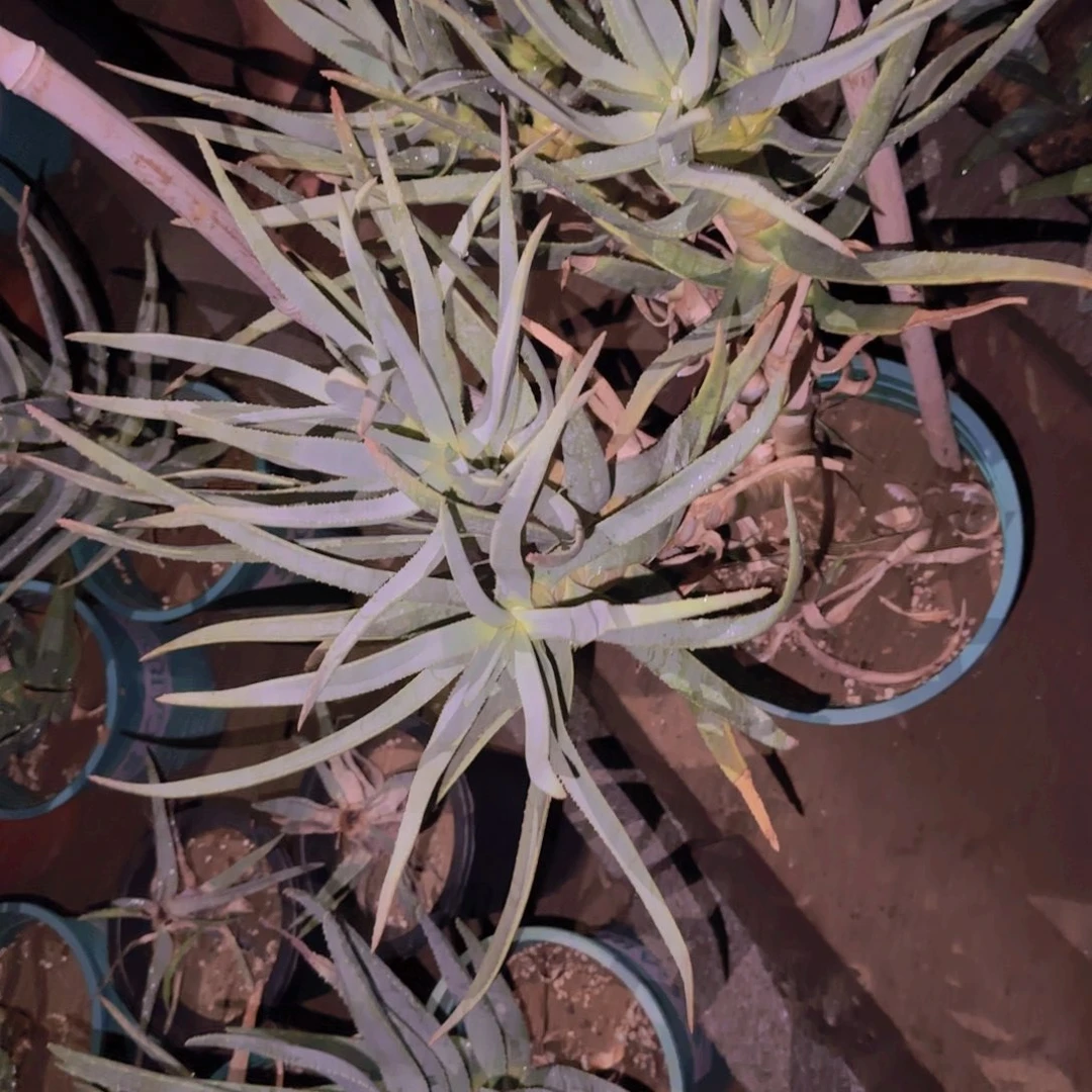 鑫***8块根植物块根植物