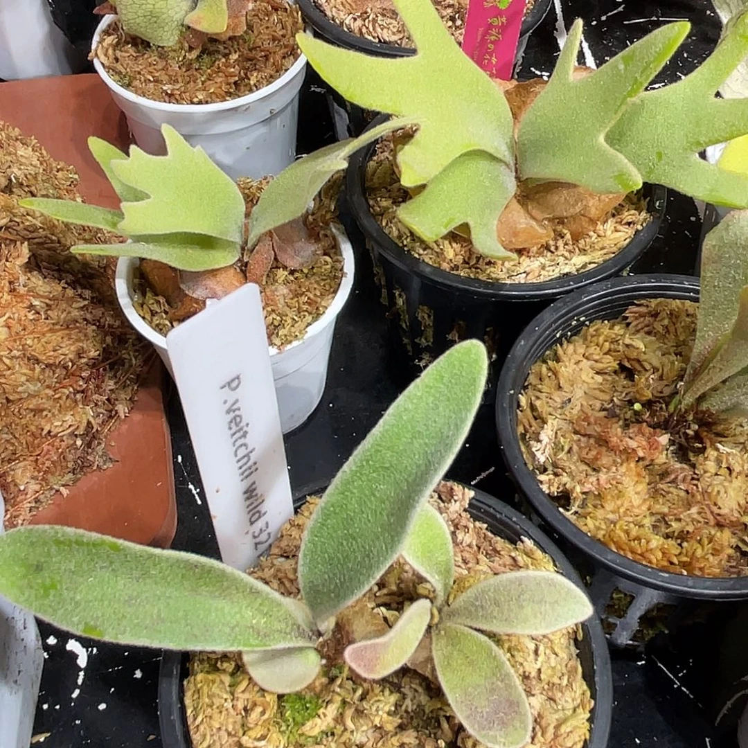 完全开放野银321侧芽