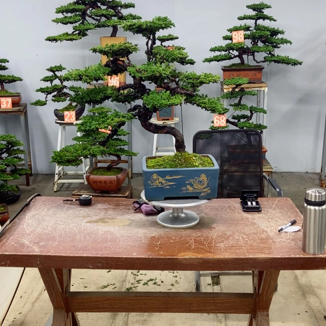 无花朵珍珠柏盆景