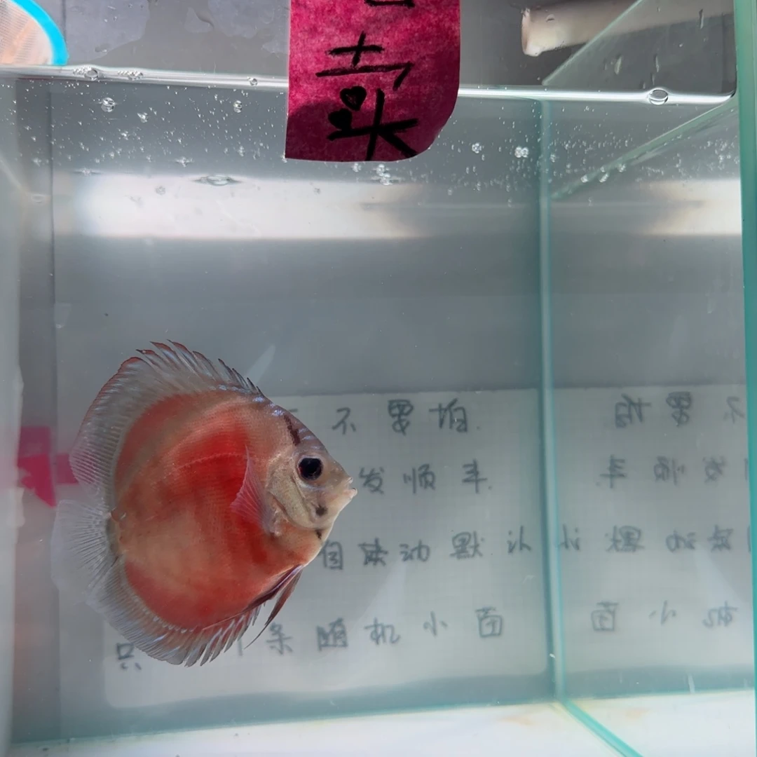 七彩神仙鱼肉身7左右，偏远地区不要拍