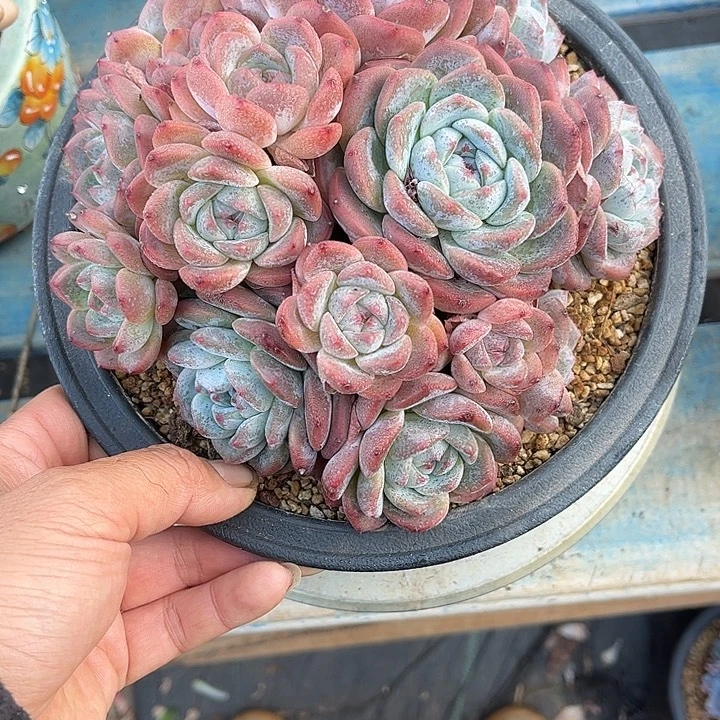 多肉植物一物一拍