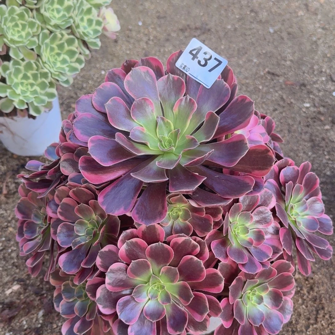 437凤冠多肉植物