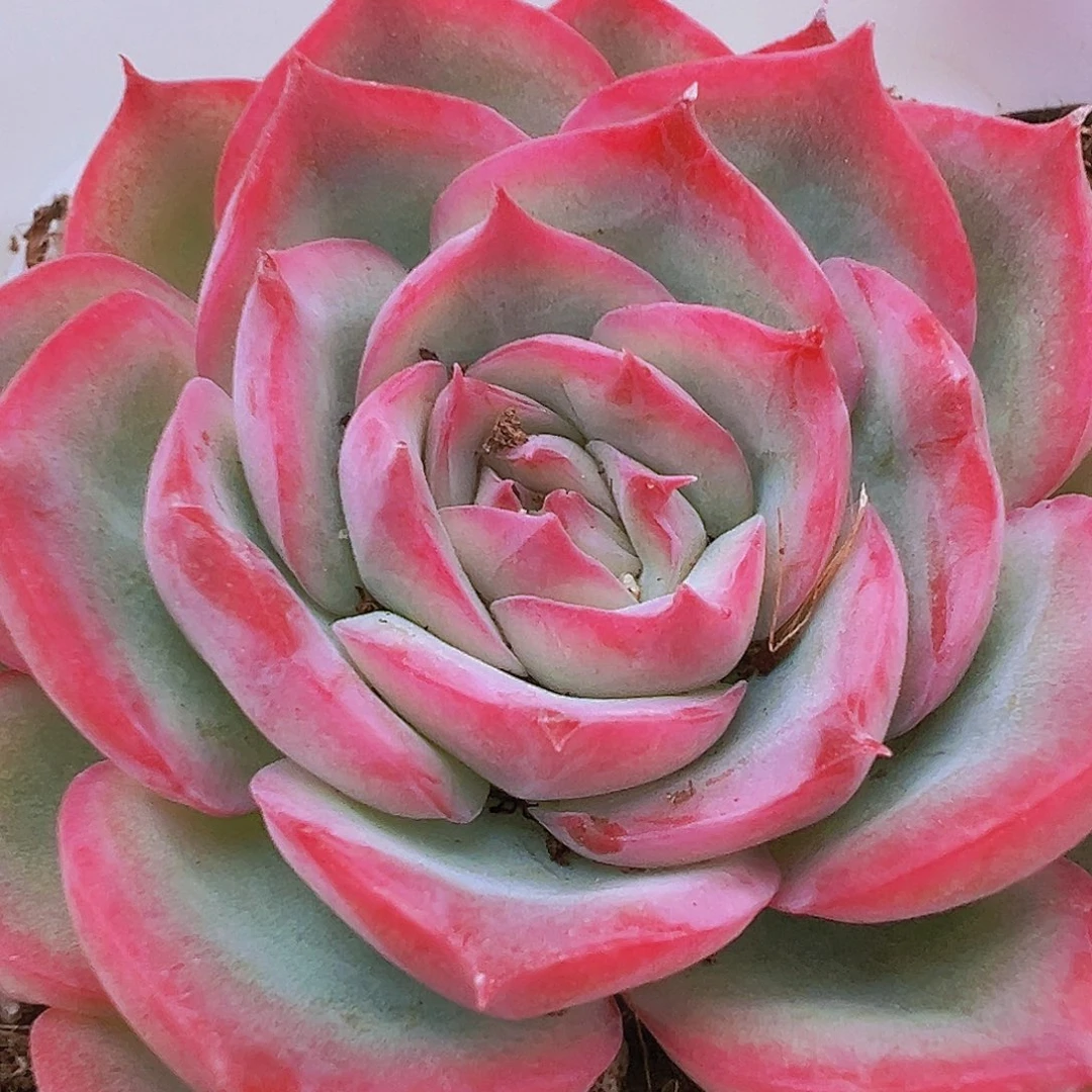 精品侧影19包邮多肉植物