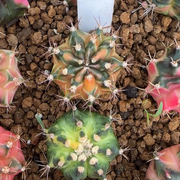 62-0119钻石梦泰国发货多肉