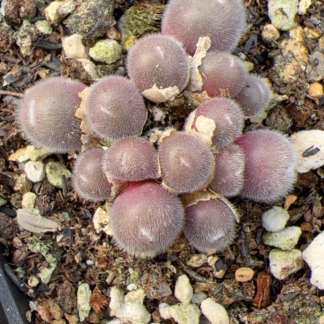 【闪购商品】28 年终福利