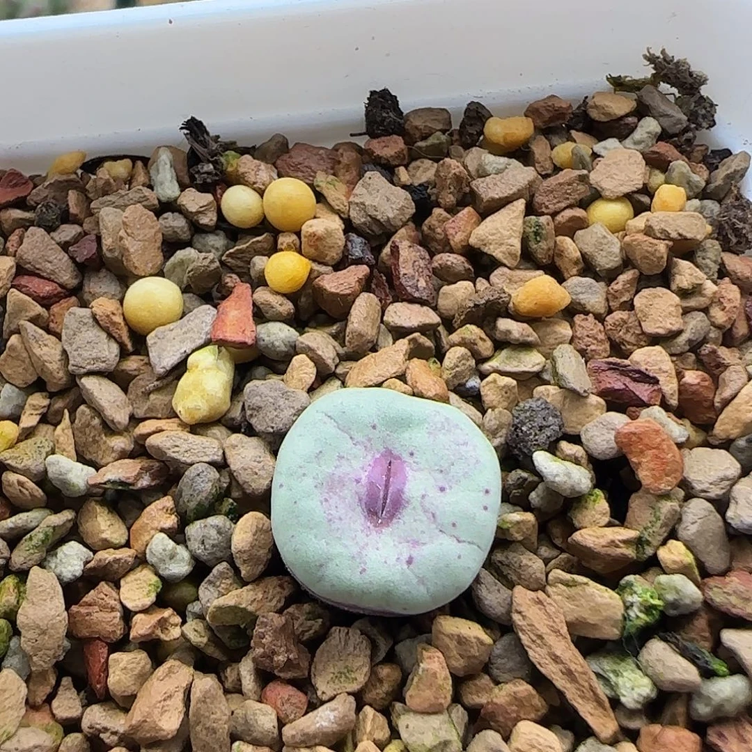 无花朵特选贝特芬ssw